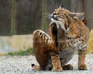 Bobcat