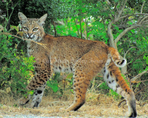 Bobcat