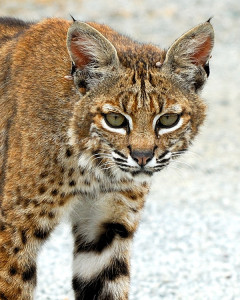 Bobcat