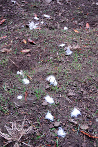 Zilla's Feathers