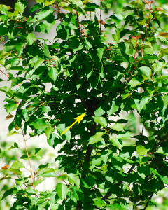 Goldfinch Nest