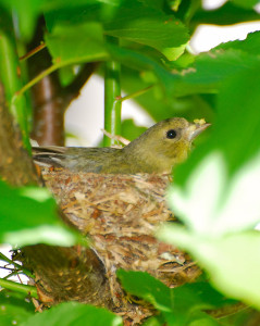 Female Goldfinch