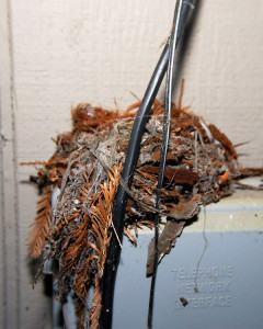 Pacific Slope Flycatcher Nest