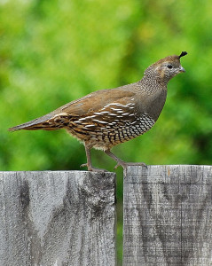 California Quail