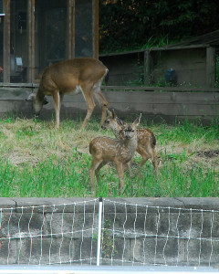Twin Fawns