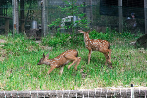 Twin Fawns