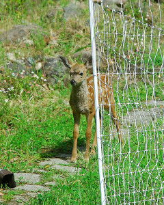 Fawn