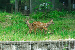 Twin Fawns