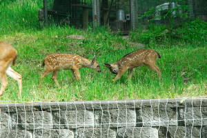 Twin Fawns