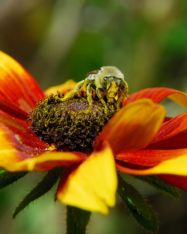 LongHorn Bees Curbstone Valley