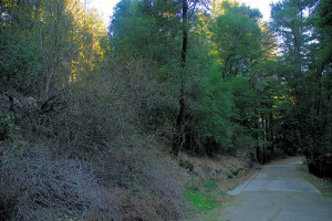 Before: Hillside Covered in Poison Oak, and Sick Trees