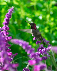 Male Anna's Hummingbird (Calypte anna)