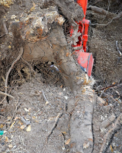 After excavating all around the stump, one large root still needed to be severed