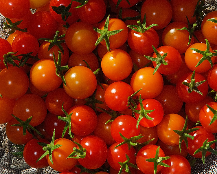 These are tomatoes. Томат черри старбена. Томат черри Розелла. Томат Свит черри. Томат бинг черри.