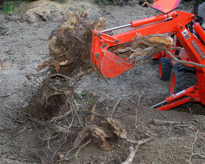 Our own tenacity pays off, and the remainder of the stump is finally freed