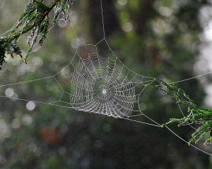 Spiral Orb Web