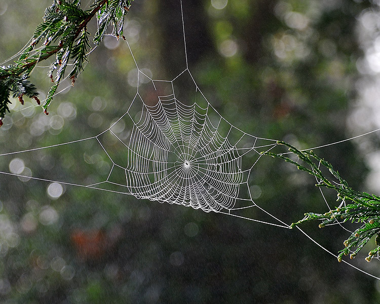 Spirals Through Time: Evolution of Orb-weaver Webs