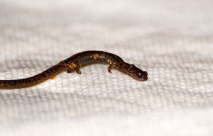 Note the tiny legs on this salamander relative to the total body length