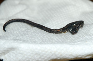 Note the tremendous tail length of this salamander species