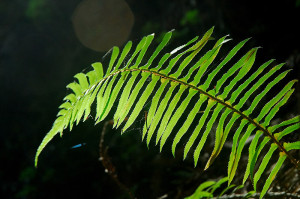 Sword fern leaves have been used for medicinal purposes, and food preparation