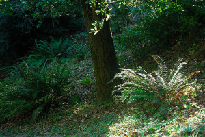 Western sword ferns growing at the base of a Live Oak