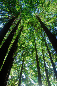 Western sword ferns are often abundant in coastal redwood forests