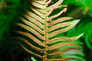 The underside of a mature fern frond reveals the sori where spores are formed