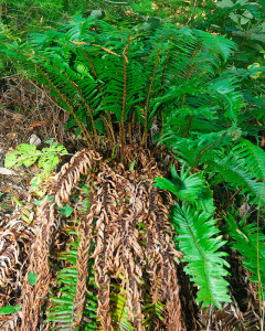 Withered fronds remain attached to the plant