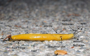 Banana Slug External Anatomy (click to enlarge image)