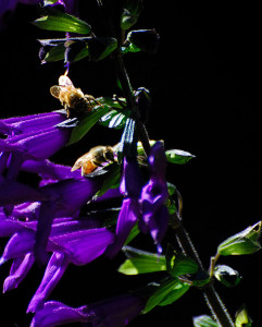 Bees on Salvia 'Purple Majesty'