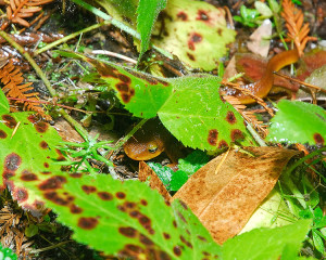 Coast Range Newt Hiding Under a Blackberry Vine