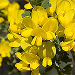 French broom in bloom