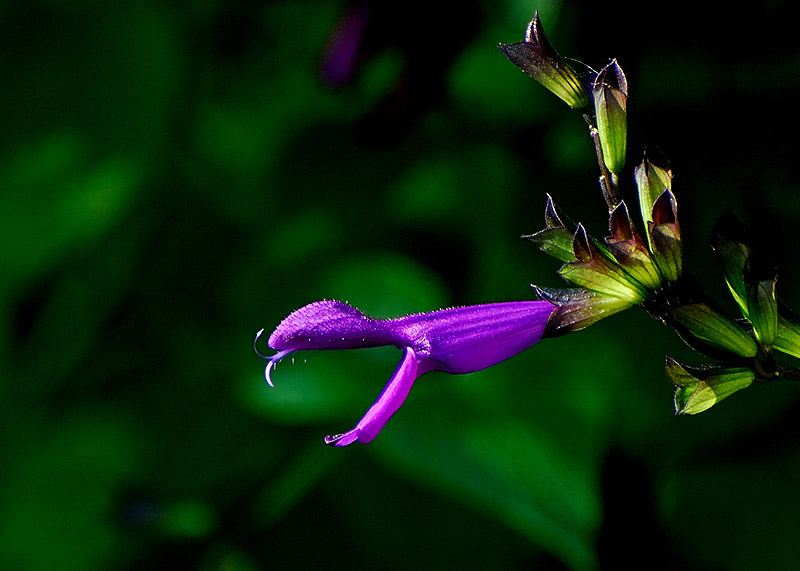 Salvia ‘Purple Majesty’