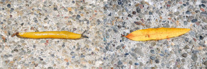 Banana Slug (left) vs. California Bay Laurel Leaf (right)