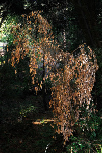 Dead Tanbark Oak