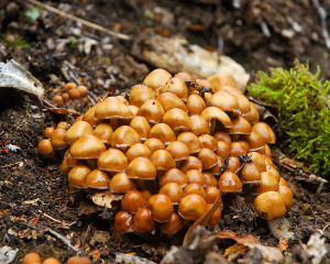 This species produces many impressive clusters of small fruiting bodies
