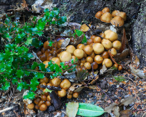 These mushrooms were identified as Psathyrella piluiformis