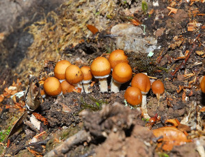 As they grow these mushrooms gradually reveal their stems, and narrow white veil is visible at the cap margin