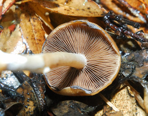 A look under the cap reveals this to be a gilled mushroom