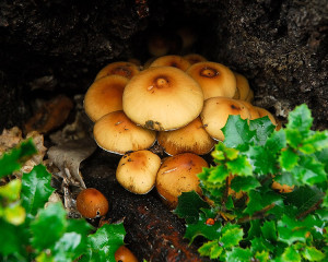 As the mushrooms mature, they take on a more classic sightly convex cap shape, and shielded from the wet weather, the cap color appears lighter and more opaque