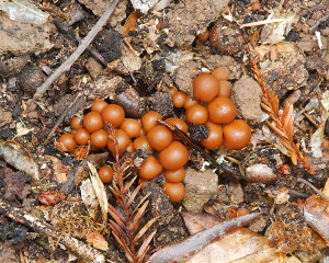 Some of the smallest of these mushrooms appear more spherical in shape, and darker brown