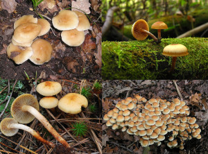 Similar appearing species to the mushroom growing around our oak stump, the first of which is deadly poisonous, clockwise from top left Gymnopus dryophilus, Galerina autumnalis, Hypholoma fasciculare, Hypholoma capnoides (photographs above Wikimedia Commons).