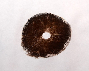 Spore Print from our Mystery Mushroom