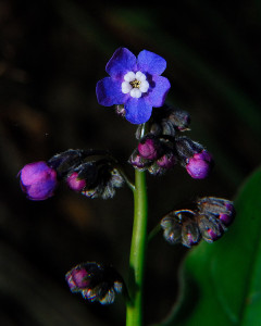 Forget-Me-Nots  Curbstone Valley