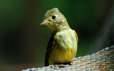 Pacific-slope Flycatcher – Hatched!