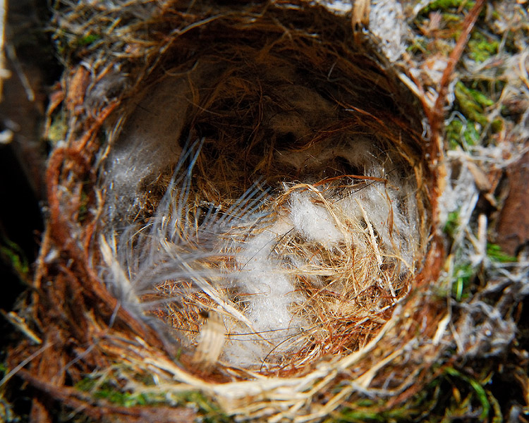 Flycatcher Nest is Robbed…