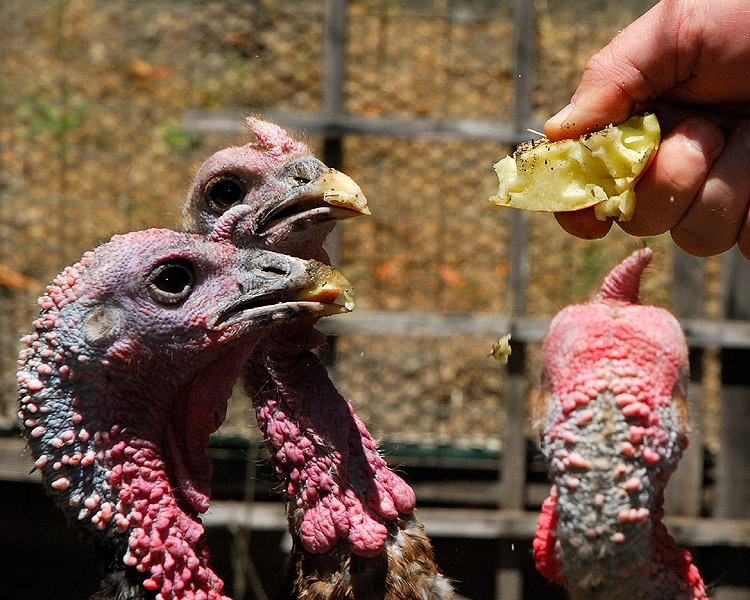 Transforming Turkeys