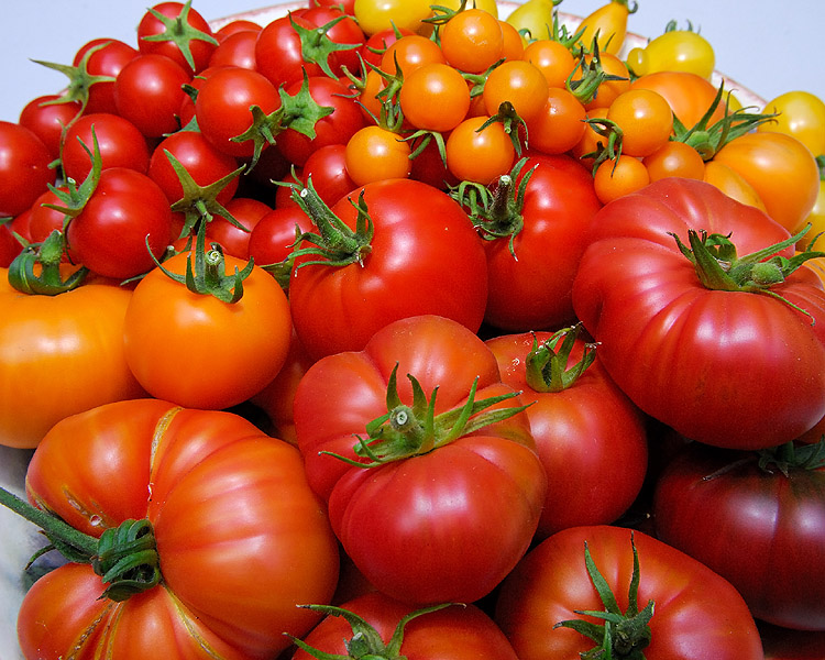 Tomato Harvest 2010