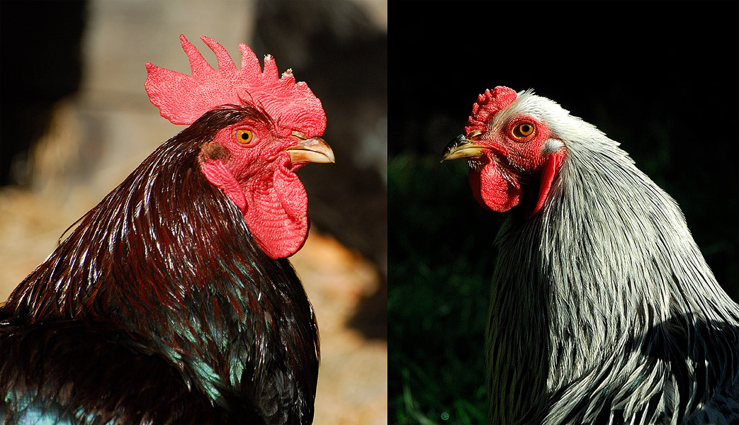 A Tale of Two Roosters