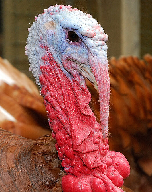 Our Own Thanksgiving Turkey